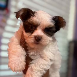 NC070225-Parti Male - Parti male Yorkshire Terrier puppy in Dallas, Texas from JBzPawz