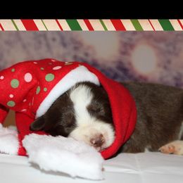 Girl 4 - Red Border Collie puppy in Florida from The George's dogs and puppies