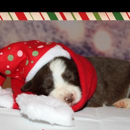 Girl 4 - Red Border Collie puppy in Florida from The George's dogs and puppies