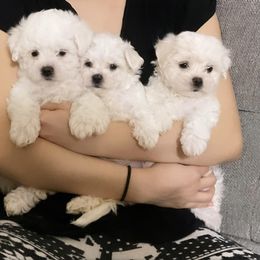 Companion Cross, Maltese, and Maltipoo Puppies from Best Maltese & Toy Poodles of Texas