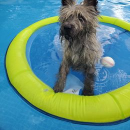 Cairn Terrier Puppies from Ferguson's Cairn Terriers