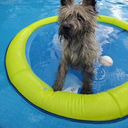 Cairn Terrier Puppies from Ferguson's Cairn Terriers