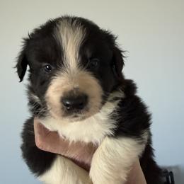 Cruz - Black & white male Australian Shepherd puppy in Ellensburg, Washington from Creekside Aussies