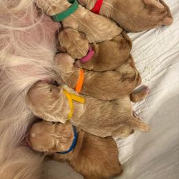 Mr Blue - Golden male Golden Retriever puppy in Havana, Florida from Golden Gems