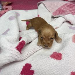Rachel - Wheaten female Dachshund puppy in Lake City, Florida from My Ditzy Doxies of Florida