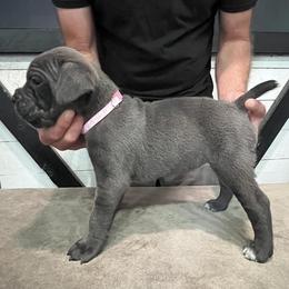 Light Pink Collar - Gray female Cane Corso puppy in Beaver Crossing, Nebraska from Blue River Cane Corso