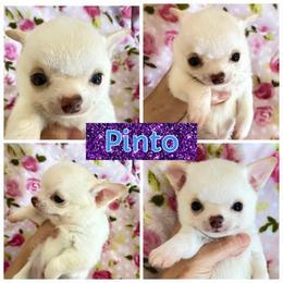 Pinto - Cream male Chihuahua puppy in El Sobrante, California from Dolce Coco Chihuahuas