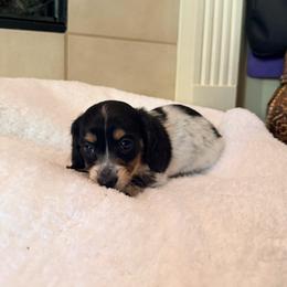 Lil Dot - Piebald female Dachshund puppy in Lake Dallas, Texas from 2L Dachshunds