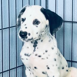 Pepper - LUA - White and black male Dalmatian puppy in Sedalia, Missouri from Missouri Dalmatians