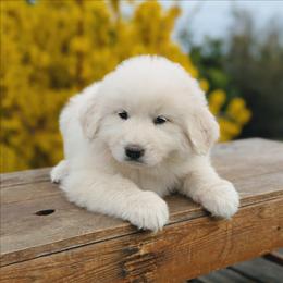 Girl 4 Pink - White female Great Pyrenees puppy in Yakima, Washington from Naches Heights Ranch