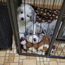 Australian Shepherd Puppies from Integrity Australian Shepherds
