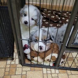 Australian Shepherd Puppies from Integrity Australian Shepherds
