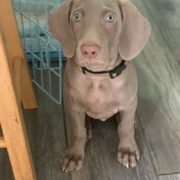 Weimaraner Puppies from Jennifer Anne's Weimaraners