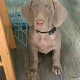 Weimaraner Puppies from Jennifer Anne's Weimaraners