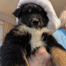 Knight - Black tri-color male Australian Shepherd puppy in Cherry Grove, Oregon from TLC Dream and Pureland Australian Shepherds