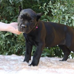 Pink collar - Black female Cane Corso puppy in Caliente, California from Rafter Cross 7