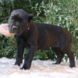 Pink collar - Black female Cane Corso puppy in Caliente, California from Rafter Cross 7
