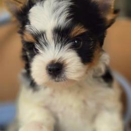 Charlie - Black tan and white male Biewer Terrier puppy in California from Corazon de gigante