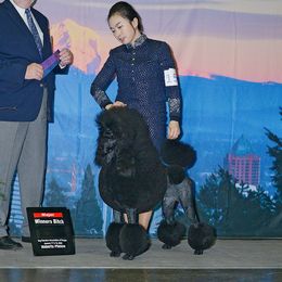 Racen - Poodle