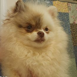 Poppy - Pomeranian