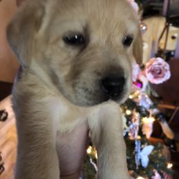Labrador Retriever Puppies from Nosterfields Labradors
