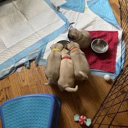 Pug Puppies from 901 Pugs