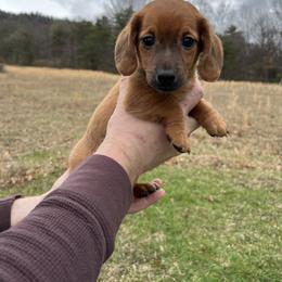 Layla - Red female Dachshund puppy in Milroy, Pennsylvania from Not Your Average Weiner