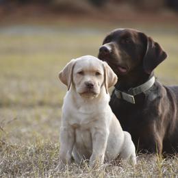 Dilute Retriever Puppies from Wicked Pines Retrievers