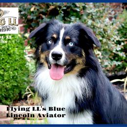 Lincoln - Miniature Australian Shepherd