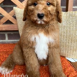 Jalapeño - Red male Bernedoodle puppy in Sunman, Indiana from Brunsman Country Doodles LLC