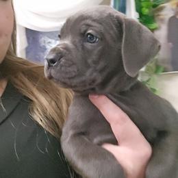 Teal Collar Female - Gray female Cane Corso puppy in Lewistown, Montana from Corsi Amore Kennels