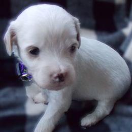 Iggy - Goldendoodle puppy from Shelby Doodles