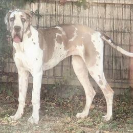 KEONA - Great Dane