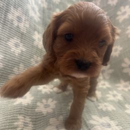 Cece - Red female Cavapoo puppy in Glendale, Arizona from Dashing Dogs