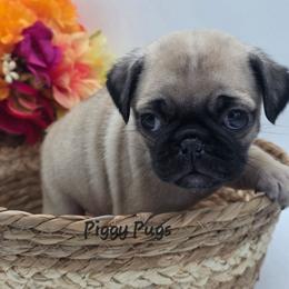 Boy 2 - Blue - Fawn male Pug puppy in Olin, North Carolina from Piggy Pugs