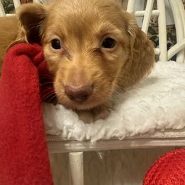 PERDY - Red male Dachshund puppy in Polo, Missouri from Blue Tails Farm