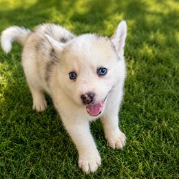Mason - Merle male Pomsky puppy in Amarillo, Texas from Pom Pom Pomskies