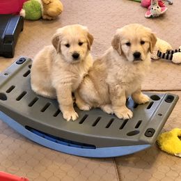 Golden Retriever Puppies from OPK GOLDENS