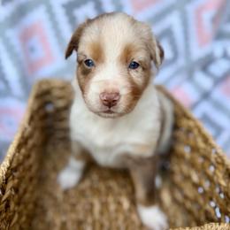 Rose - Red merle female Australian Shepherd puppy in Clover, South Carolina from Jo’s Aussies