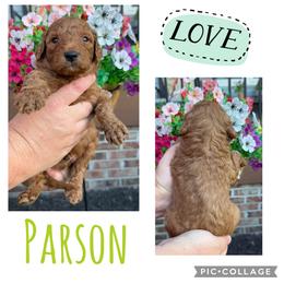 Parson - Red  male Goldendoodle puppy in Chattanooga, Tennessee from Scenic City Doodles