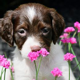 Coral - Liver and white female Brittany puppy in Hollidaysburg, Pennsylvania from Royal Flush Farms