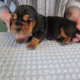 Mac - Black brown and white male Basset Hound puppy in Francesville, Indiana from Sandyhill Basset Hounds