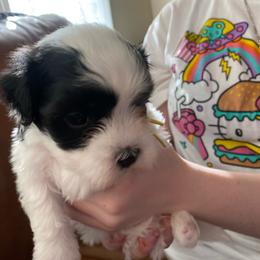 Yellow collar boy - Black and white male Havanese puppy in Milwaukie, Oregon from Hoodview Havanese