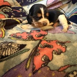 Belle - Black brown and white female Basset Hound puppy in Letcher, Kentucky from Hackers Appalachian Basset Hounds