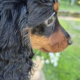Dachshund puppies from Decorous Dachshunds