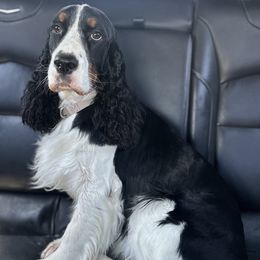 Sadie - Black white and tan female English Springer Spaniel puppy in Las Vegas, Nevada from Legacy