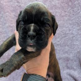 Lucky - Brindle female Boxer puppy in Campbellsville, Kentucky from Bellbox German Boxers