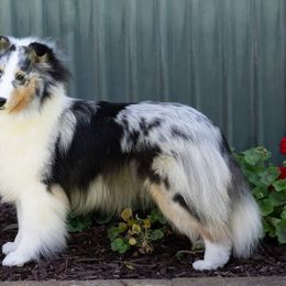 Aimee - Shetland Sheepdog