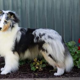 Aimee - Shetland Sheepdog