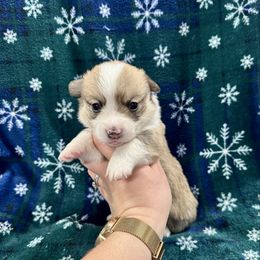 Dexter - Red male Pembroke Welsh Corgi puppy in Urbana, Ohio from Edgewood Farm and Kennel